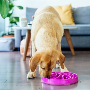Alternative view of Outward Hound Fun Feeder Slo Bowl – Large 4‑Cup Capacity, Slow Feeding, Medium to Large Dogs, Non‑Slip, Purple, Flower Pattern